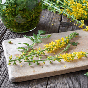 Extrait de plant d’Aigremoine