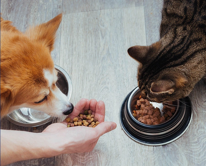Nutrition animale